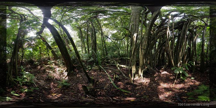 Panography in print mode Panography in print mode : Jungle